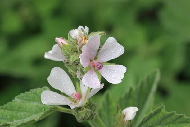 istock Pink marsh mallow flowers in close up with rain drops 1548694813