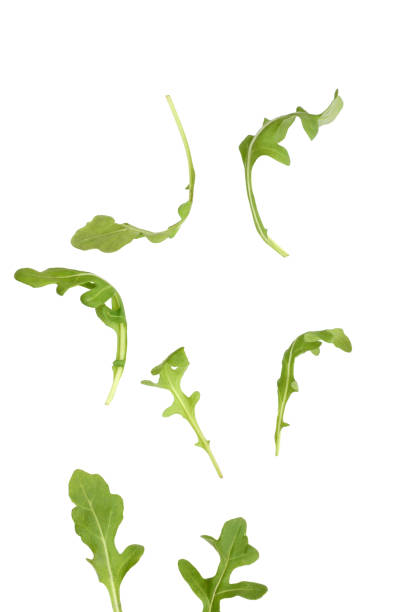 istock Baby arugula leaves 1548711605