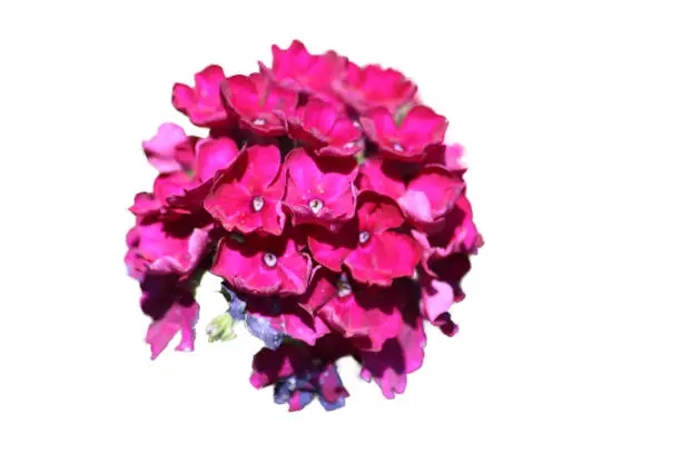 A red flowering Phlox (Phlox), with green background