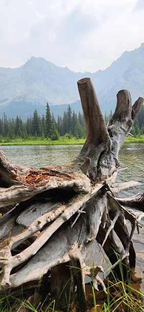 Uprooted Tree on Water's Edge (Elbow Lake)