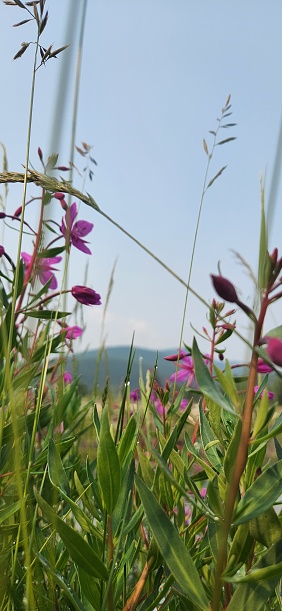 Closeup Purple Flowers and Grass
