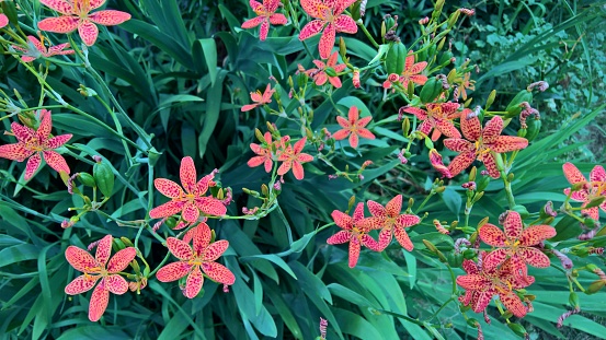 A group of blackberry lily flowers in a garden