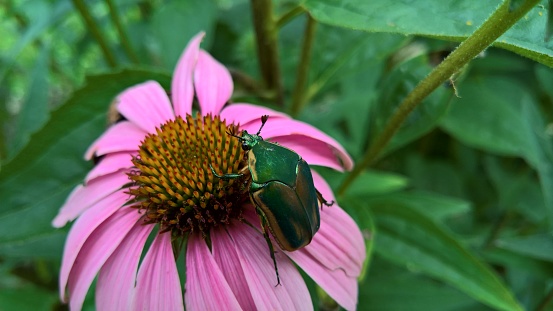 A green June bug on pink coneflower in a garden