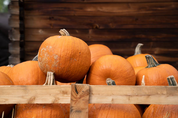 Wooden crate filled with fresh pumpkins