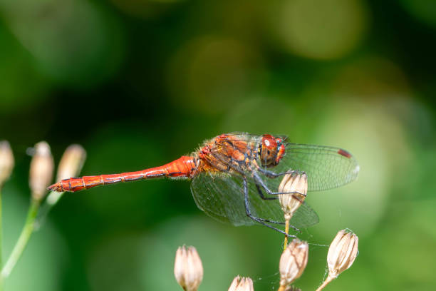 Heidelibelle Dragon-Fly Insect - Free photo on Pixabay