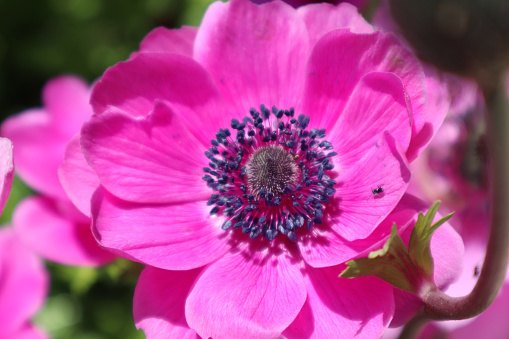 Pink anemones in bloom, bright large flowers with delicate pink petals and purple stamens