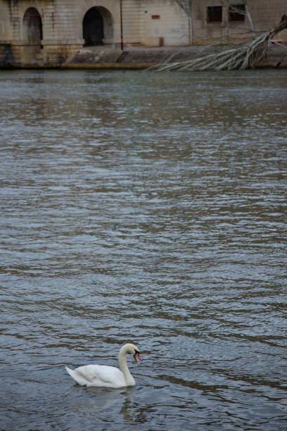 istock Swans in the Seine 1548799048