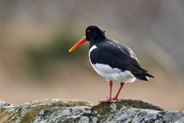 istock Oystercatcher at Burghead Harbour 1548810854