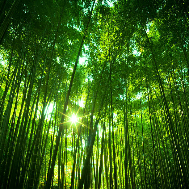 soleado bosque de bambú - tree bamboo tall japanese culture fotografías e imágenes de stock