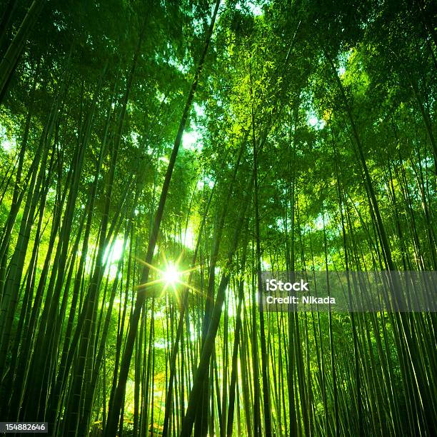 Soleado Bosque De Bambú Foto de stock y más banco de imágenes de Aire libre - Aire libre, Alto - Descripción física, Asia