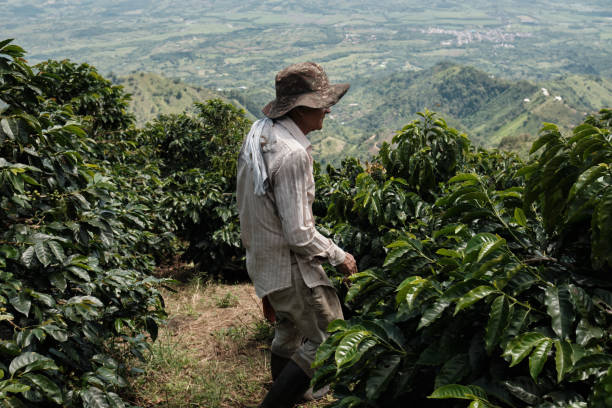 istock Colombian coffee grower doing work in field 1548827485