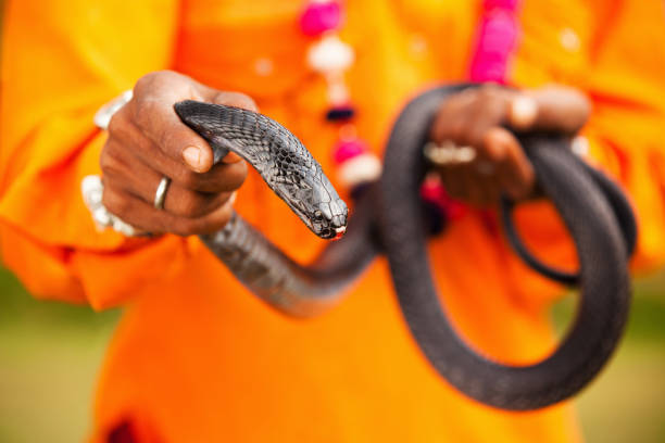 kobra indyjska, okularnik indyjski zaklinacz wężów - snake human hand color image cobra zdjęcia i obrazy z banku zdjęć