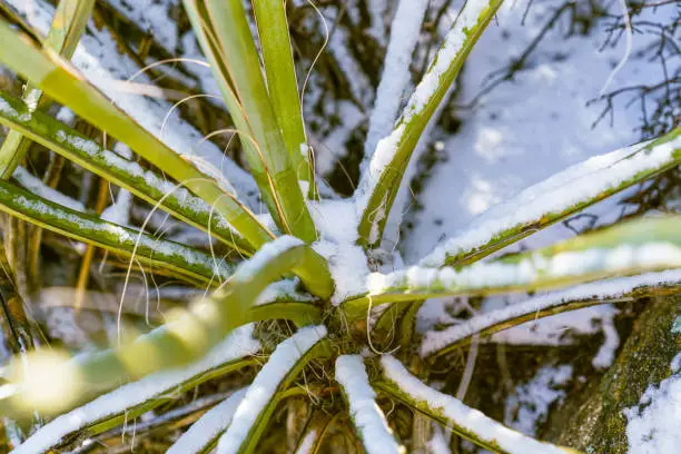 Close-up photo of snow on the leaves of a Mojave Yucca in the California Desert.