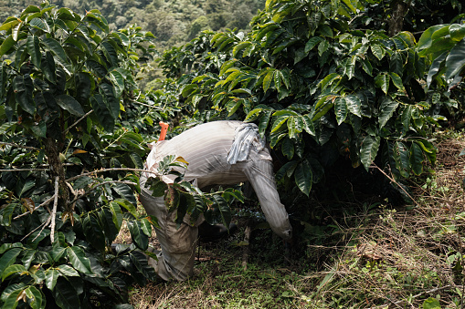 Colombian coffee grower doing work in field