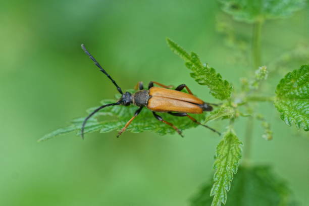 istock one small brown black beetle sits on a green leaf 1548837672