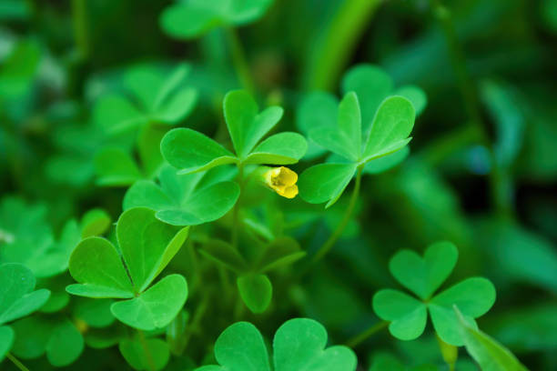 istock Green clover with her yellow flower. 1548846287