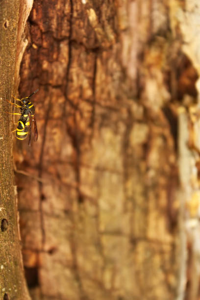 istock Resting wasp on a wooden pole. 1548846290