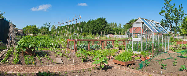 asignación de jardinería en el verano - beet green fotografías e imágenes de stock
