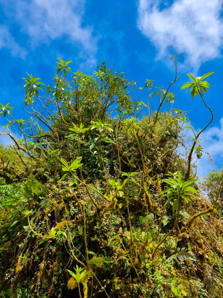 istock Panama, Boquete, Cecropia plant with blue sky 1548855360