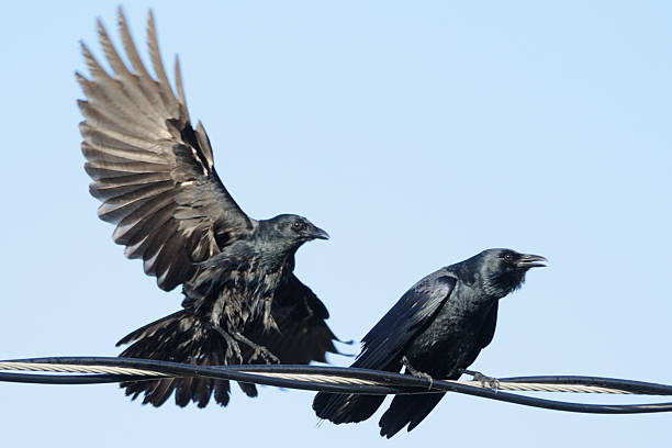 Pair of crows (Corvus ossifragus) on a wire stock photo