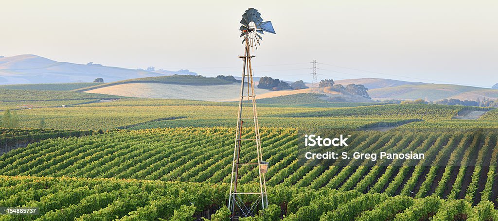 Vigneto paesaggio - Foto stock royalty-free di Azienda vinicola