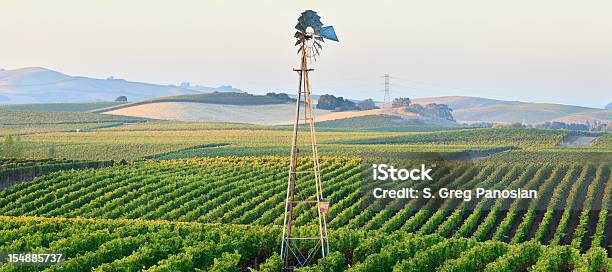 Vigneto Paesaggio - Fotografie stock e altre immagini di Azienda vinicola - Azienda vinicola, California, Agricoltura