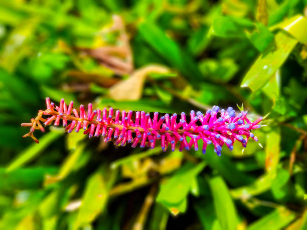 Panama, Boquete, purple Bromeliad flower close up