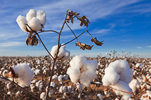 Cotton in field ready for harvest Cotton in field ready for harvest cotton ball stock pictures, royalty-free photos & images