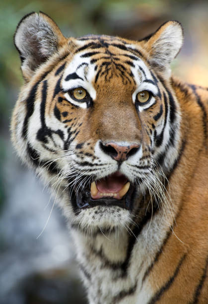 istock Beautiful Siberian Tiger 154885787