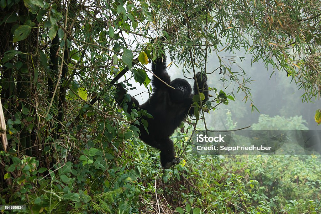 Young Mountain Gorilla hanging on a bamboo trunk  Rwanda Young Mountain Gorilla hanging on a bamboo trunk with foggy background.Gorilla in the mist. Gorilla Stock Photo