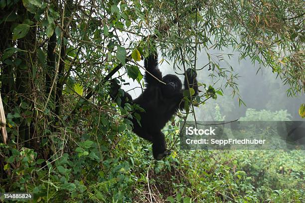 Young Mountain Gorilla Hanging On A Bamboo Trunk Rwanda Stock Photo - Download Image Now