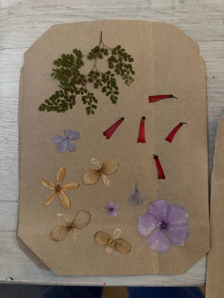 istock Dried flowers after pressing in flower press 1548869554