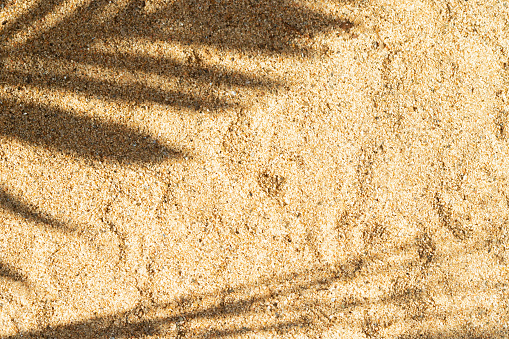 Sand texture sun beach and palm branch shadow