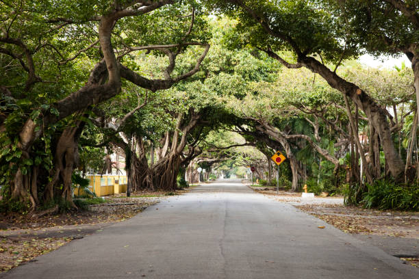 miami, coral gables street - coral gables fotografías e imágenes de stock