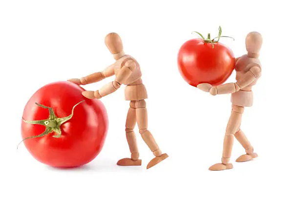 wooden mannequin rolling and carrying tomatos. Concept for kitchen, healthy food, vegetable, helper... be creative too :)