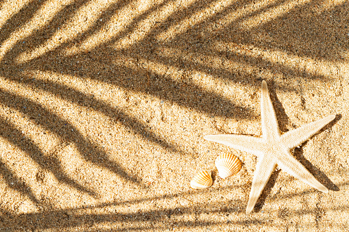Sand texture sun beach and palm branch shadow