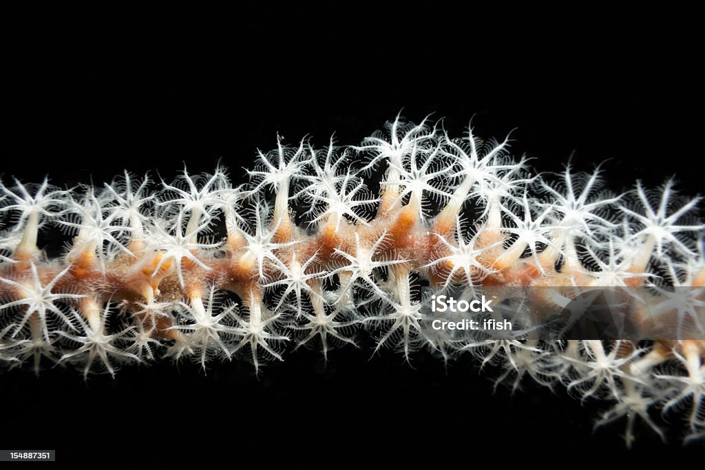 White Polyps of Whip Coral Beauty, Bima Bay, Sumbawa, Indonesia Polyps of a Whip Coral Ellisella sp., entrance of Bima Bay, Sumbawa, Indonesia Animal Stock Photo