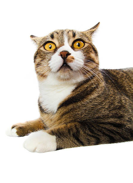 surprised cat stock photo