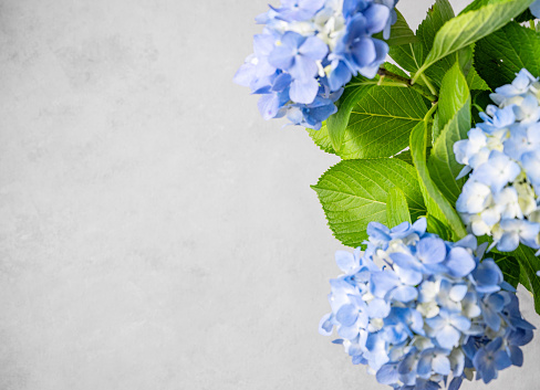 Beautiful bouquet of blue hydrangea on a gray texture background. The concept of the composition of summer flowers. Top view and copy space.