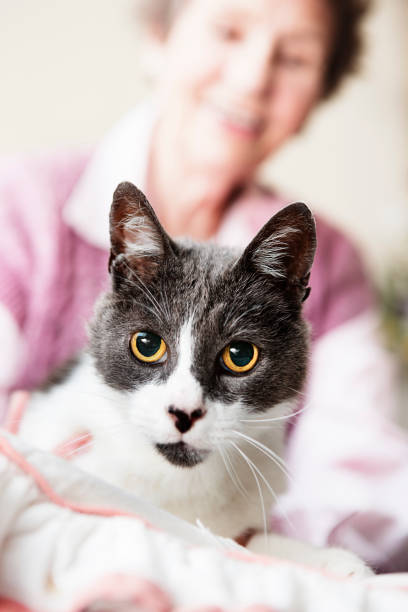 istock Smiling old lady with her beloved cat 154888503