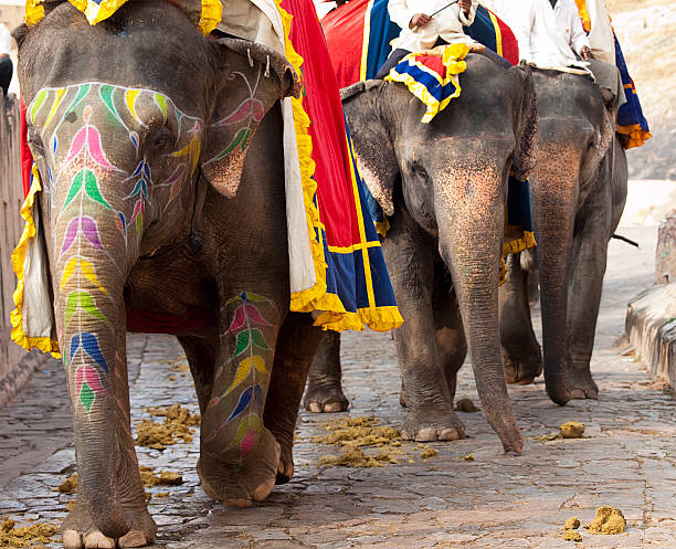 istock Indian Elephants at Amber Fort, Jaipur 154888531