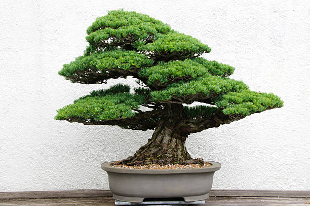 Bonsai tree Bonsai tree in ceramic pot. bonsai tree stock pictures, royalty-free photos & images