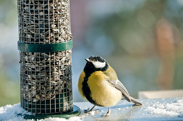 Wow, all for me... I am rich. Great tit looking on his treasure. Photo taken in december