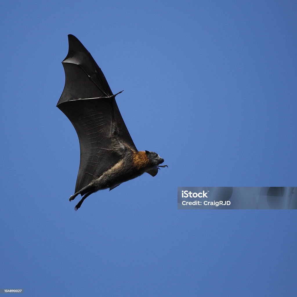 Bat In Flight Top View Bat In Flight Stock Photo - Download Image Now - Animal, Animal Body ...