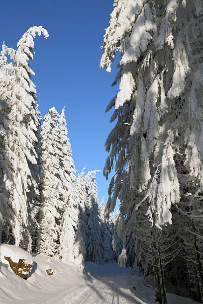 cross country pendiente en puesta de sol - cross country skiing black forest germany winter fotografías e imágenes de stock