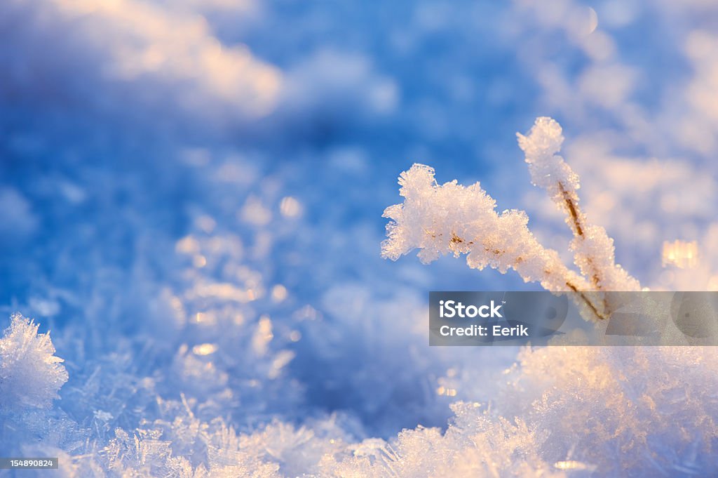 Frost bedeckt plant - Lizenzfrei Abgestorbene Pflanze Stock-Foto