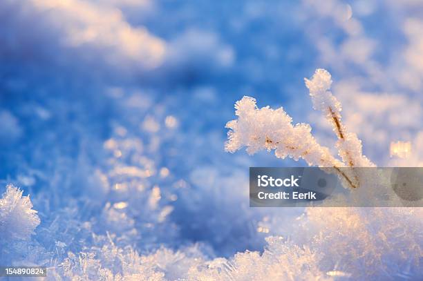 Foto de Frost Cobertas De Plantas e mais fotos de stock de Azul - Azul, Congelado, Cristal de Gelo