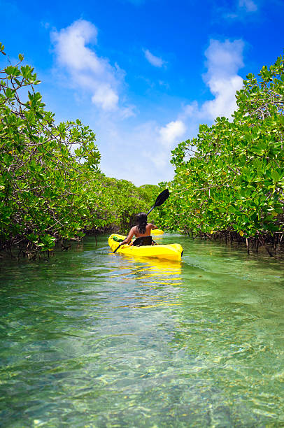 Young woman paddling on kayack among tropical mangrove trees Young woman paddling on kayack among tropical mangrove trees. Relaxing, travel and leisure related images for vacations in the Caribbean. Image taken at Los Roques, Venezuela. Los Roques is an archipelago or group of small islands located at 80 miles north of the Venezuelan coastline and a very popular destination for leisure, diving, kite surfing and all king of water activities. Los Roques and the beauty of the turquoise coastal beaches of Venezuela are almost indistinguishable from those of the Bahamas, Fiji, Bora Bora, French Polynesia, Malau, Hawaii, Cancun, Costa Rica, Florida, Maldives, Cuba, Puerto Rico, Honduras, or other tropical areas. mangrove tree photos stock pictures, royalty-free photos & images