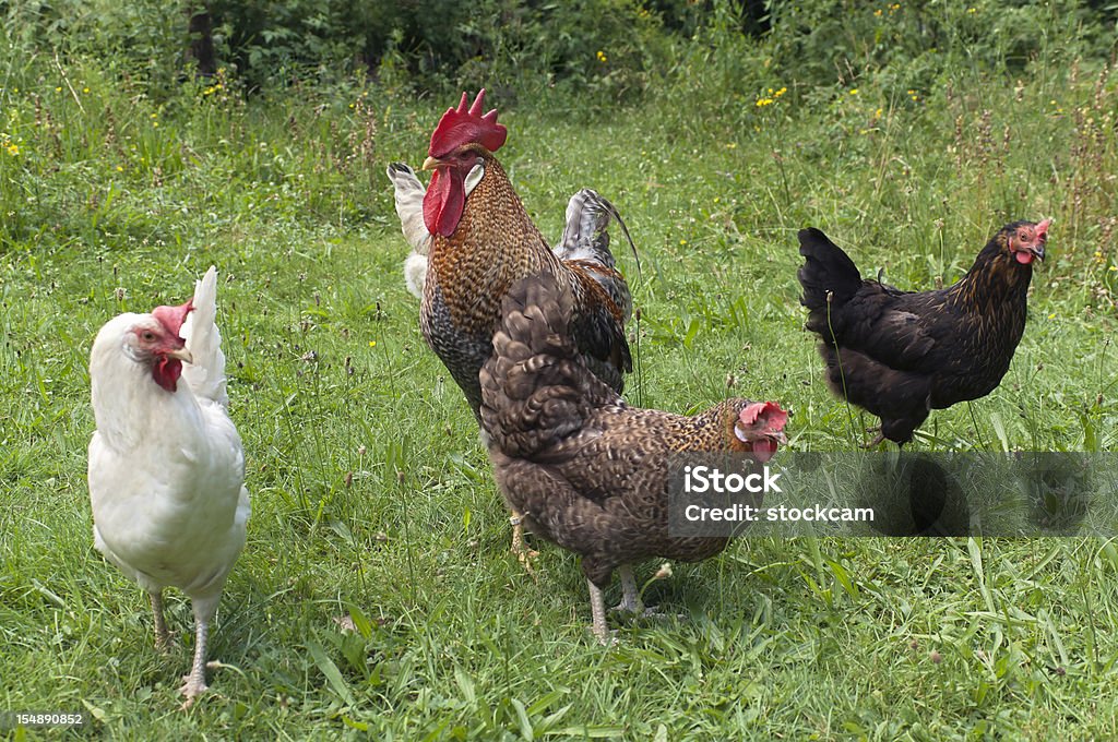 Grupo de liberdade de frango no jardim - Foto de stock de De Granja royalty-free