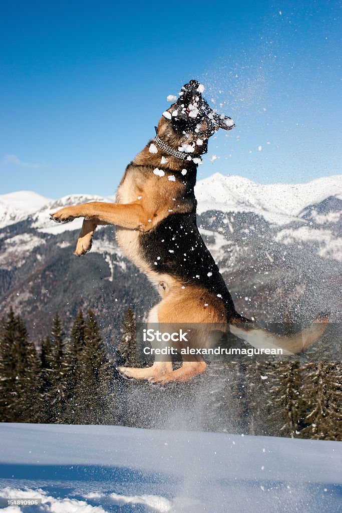 Pastore Tedesco salto nella neve - Foto stock royalty-free di Ambientazione esterna